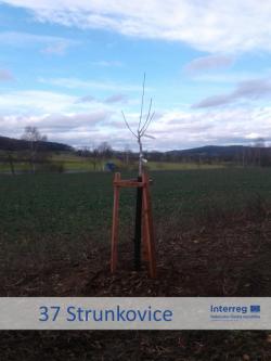 37 Strunkovice